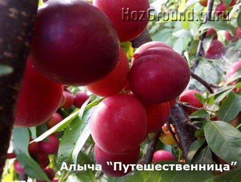 Алыча Мара: описание и характеристики сорта, выращивание, опылители и ...