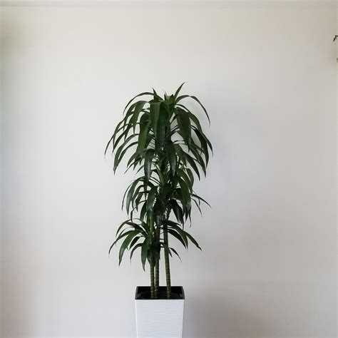 Dracaena Lisa Elegance Cane 10 Interiorplantsca