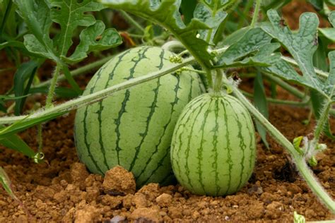 Cultivo de sandía Huerto en casa