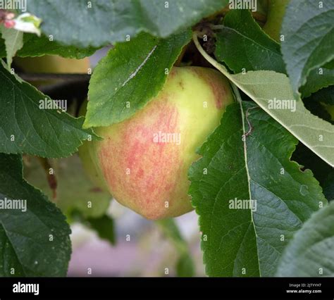 Malus Domestica Saturn Banque De Photographies Et Dimages Haute