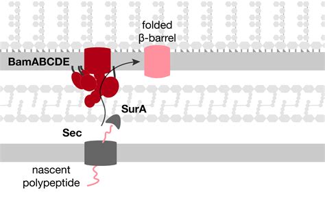 Outer Membrane Protein Assembly Kahne Lab