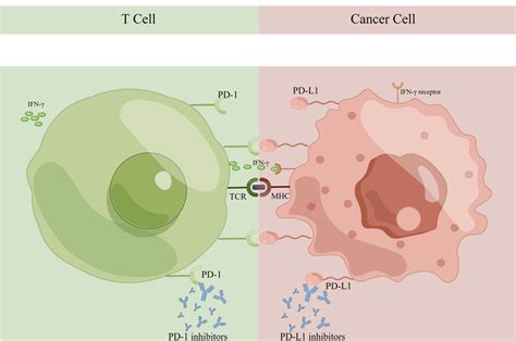 Immune Checkpoints Pd 1 And Pd L1 In The Tumor Microenvironment Pd 1