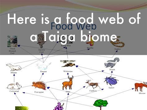 Taiga Biome By Allister Gulley