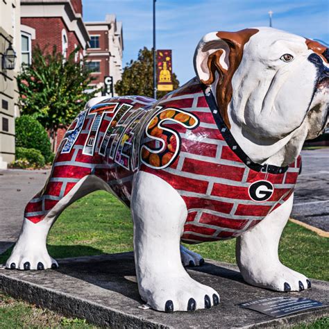 University Of Georgia Bulldog Sculpture Athens Georgia Usa By John