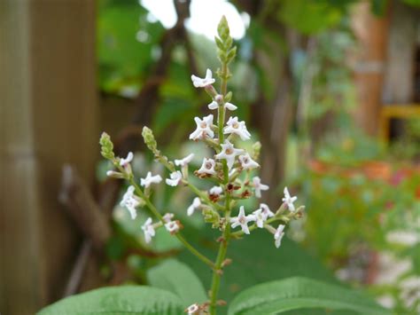 La verveine citronnée l Herbier du Diois plantes aromatiques et