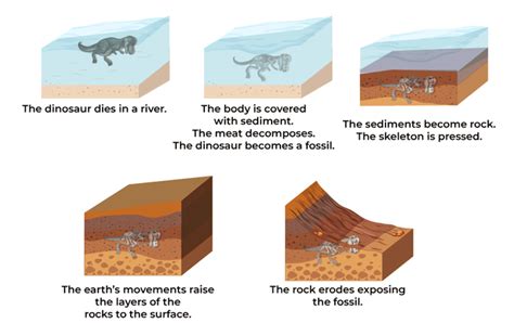 Fossils Types Process And Faqs