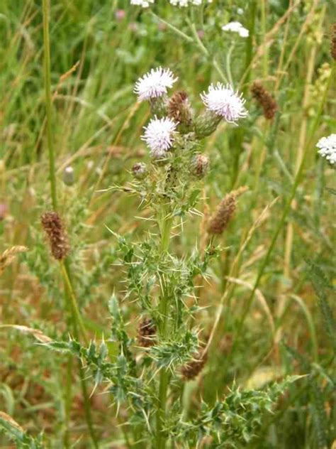 Creeping Thistle - Cirsium arvense, species information page