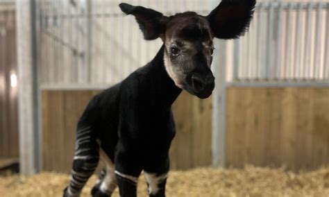 Video Un Adorable Petit Okapi Est N Au Bioparc De Dou La Fontaine