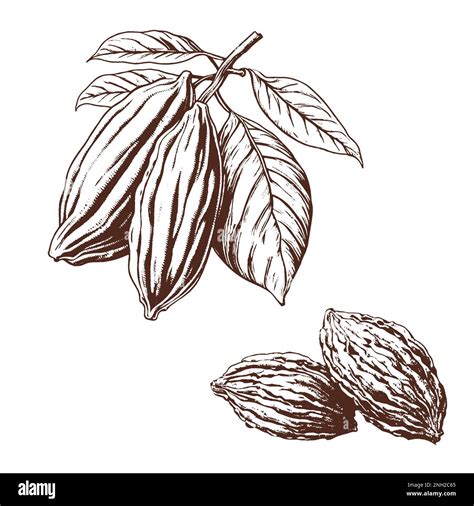 Cocoa Pods Vector Illustration Label Stock Vector Image Art Alamy