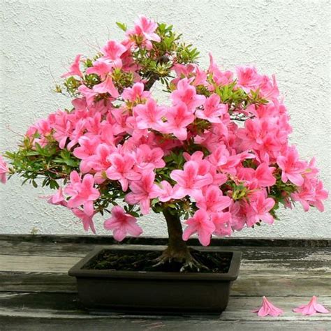 Bonsai Azalea Workshop April 20th • Telly's Greenhouse