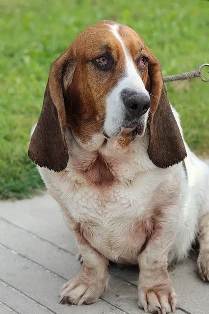 Basset Hound Facts The Smart Dog Guide