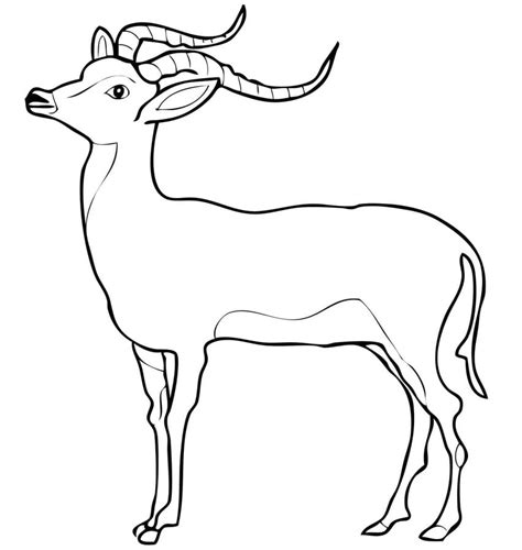 Disegni Da Colorare Disegni Da Colorare Impala Stampabile Gratuito