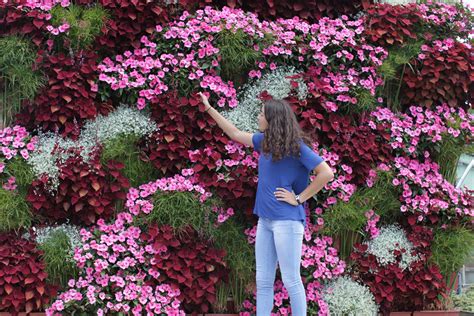 Beautiful Plants For Wall