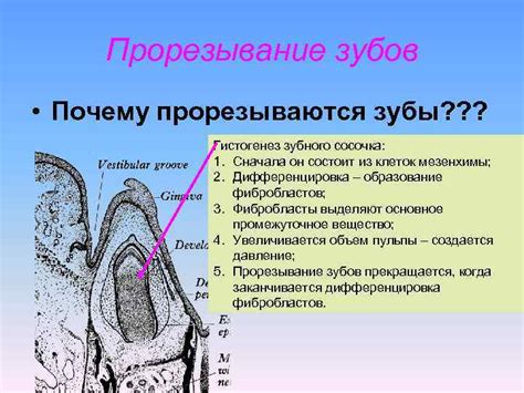 АНАТОМИЯ ПОЛОСТИ РТА Лекция чл корр РАЕ проф