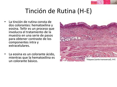 Histolog A Tinci N Histology Staining Ppt