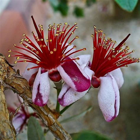 Feijoa Sellowiana Uf Ifas Assessment University Of Florida Institute Of Food And