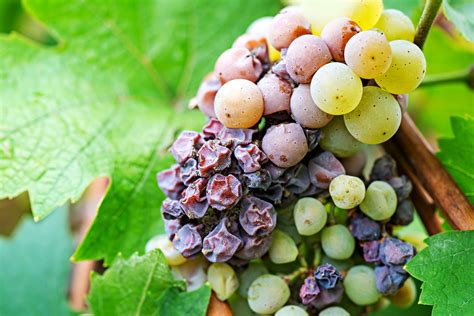 Sweet Wine Production — Yacht Cru Wine Guide