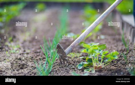 Le D Sherbage De Lits Avec Des Plantes D Agriculture Poussant Dans Le