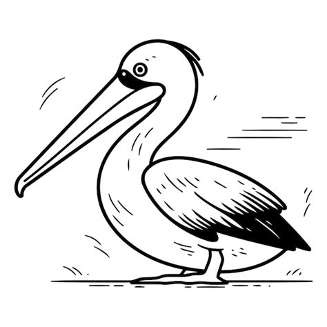 Smiling Pelican Drawing Vectors And Illustrations For Free Download Freepik