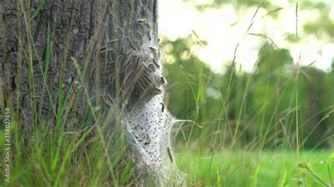 K Eikenprocessierupsen Op Boom In De Berm Thaumetopoeinae Overlast