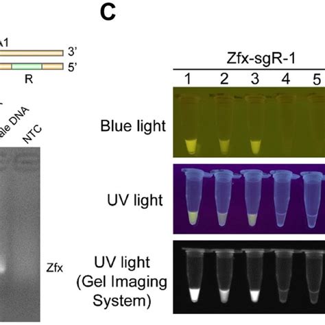 Sex Determination In Pig Using The Crispr Cas A Fluorescence Assay