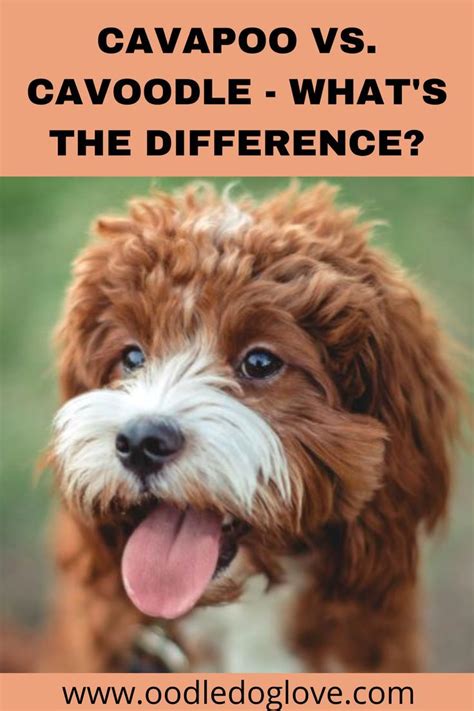 Cavapoo Vs Cavoodle Understanding The Hybrid Breed