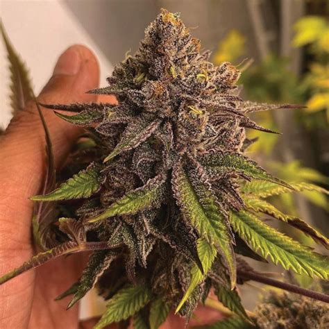 Pink Waferz Female Weed Seeds By Conscious Genetics Strainsupermarket