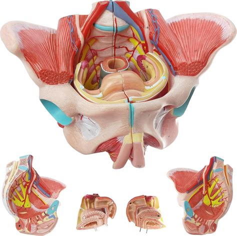 Modelo de pelvis femenina humana de tamaño natural con músculos del