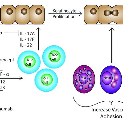 Dendritic Cells Produce Il Il And Tnf In Response To