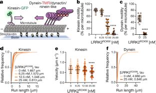 Structure Of Lrrk In Parkinsons Disease And Model For Microtubule