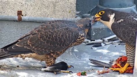 Deep Look: Watch These Peregrine Falcons Become Fierce Parents