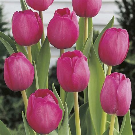 Tulipa Attila Bulb With Violet Flowers Turning To Purple And Pink