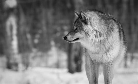 Wolf Wallpaper For Desktop Wolf Desktop Wallpapers Backgrounds