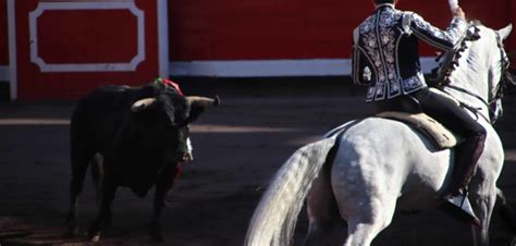 Senado Aprueba Proyecto De Ley Que Busca Prohibir Corridas De Toros