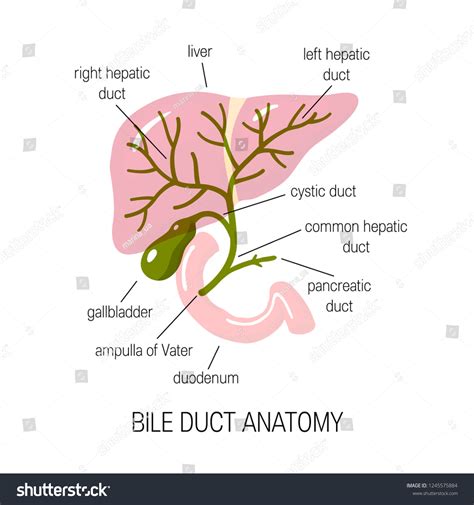 Anatomy Bile Duct Vector Illustration Flat Stock Vector Royalty Free