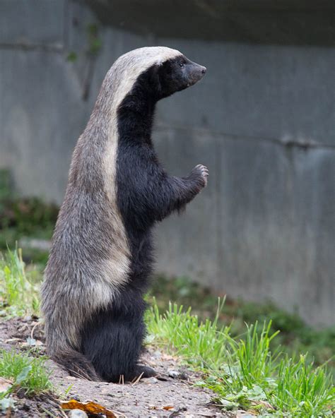 Ratel / honey badger : Howletts : 14 Oct 2014 - ZooChat