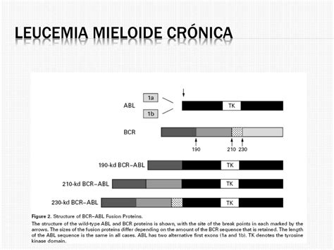 Ppt Leucemia Mieloide Crónica Y Neoplasias Mieloproliferativas Crónicas Ph Neg Powerpoint