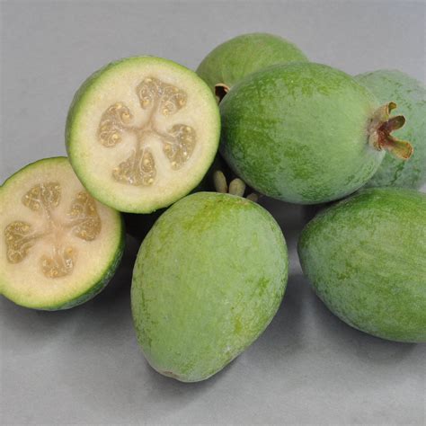 Feijoa Unique Incredible Edibles Nzs Edible Plant Specialists