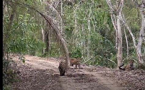 Família pintada onça e três filhotes são filmados no Pantanal