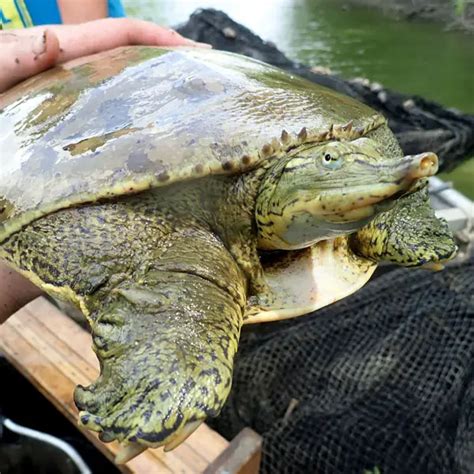 Spiny Softshell Turtle Care Raise It Without Worry