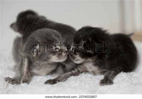 19 Oriental Cat Breeders Images, Stock Photos, 3D objects, & Vectors ...