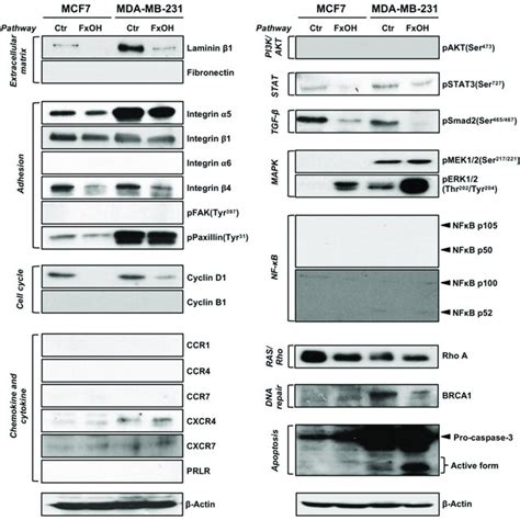 Protein Expression Levels In Mcf And Mda Mb Cells With Or Without