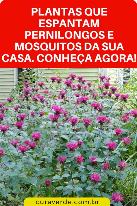 Plantas Que Espantam Pernilongos E Mosquitos Da Sua Casa Conhe A Agora