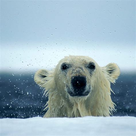 AIdro_lBqCzl3qykuA_oyjWuizltZP9Ewtf1UH8CXF2kWnASPA=s900-c-k-c0x00ffffff ...