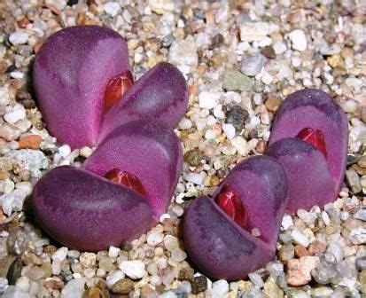 Lithops Optica Var Rubra Seeds Rare Indigenous Succulents