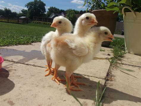 Malay For Sale Chickens Breed Information Omlet