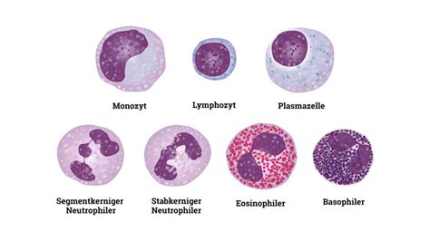 Basophiler Granulozyt Doccheck Flexikon