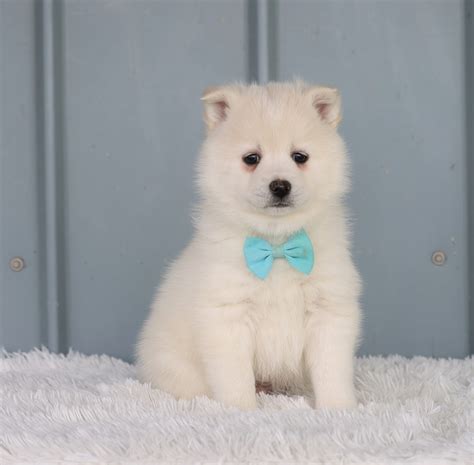 Mini Pomsky For Sale Sugarcreek Oh Male Troy Ac Puppies Llc