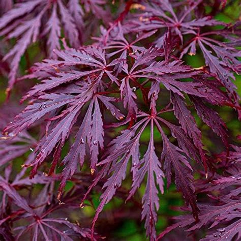 Japanese Purple Maple Tree Acer Palmatum Atropurpureum Plant 15 20cm