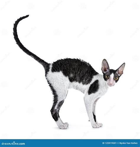 Amazing Black Bicolor Cornish Rex Cat On White Background Stock Image